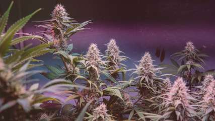 Marijuana Strains and Infused Products.  Medical & Moods & Activities cannabis strains