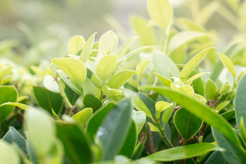 green leaves of tree in garden