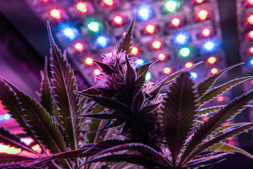 New marijuana strains for medical use in 2020. Cannabis culture in the world