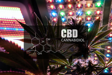 CBD element in marijuana inflorescences.  Сannabinoids use in cannabis trichomes.