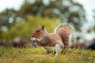 Cute little squirrel in the park