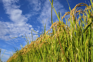 Rice filed, the harvest season