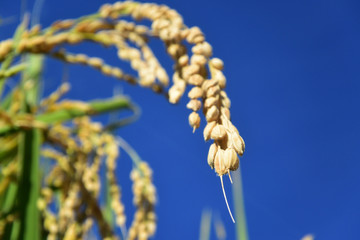 Rice filed, the harvest season