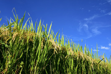 Rice filed, the harvest season