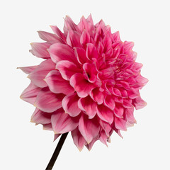 Pink dahlia flower on a white background