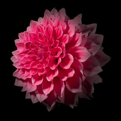 Pink dahlia flower on a black background