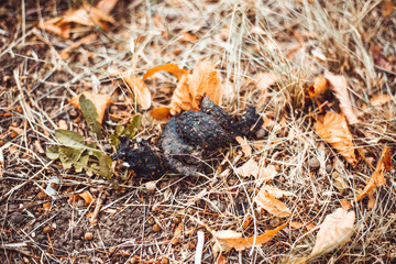 Dog poop sitting in a grass - Black animal excrement in nature - Unpleasant and disgusting behavior of a puppy owner with no manure