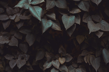 Creative nature background made of leaves in the darkness - Moody toned natural backdrop