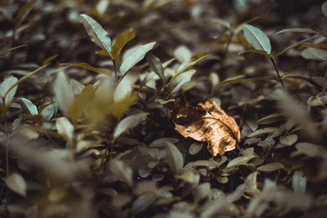 Yellow dried leaf sitting on a bush on a cloudy day - Moody background of nature and autumn