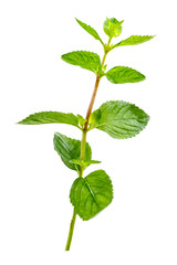 Close up of green mint leaves isolated on white background © JPC-PROD
