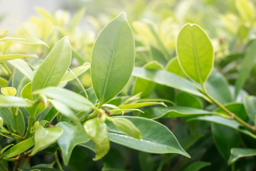 green leaves of tree in garden