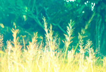 soft focus  grass flower spring nature wallpaper background