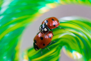Ladybugs at Play