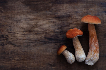 three white mushrooms boletus. on dark wooden background