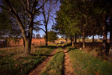 Fototapeta premium autumn in the park