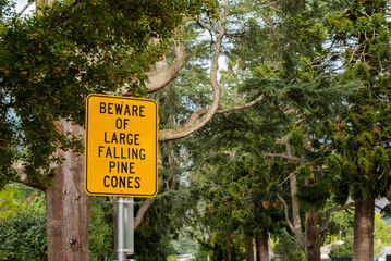 Yellow street safety sign, Beware of large falling pine cones, located in small country town of  Bright Victoria Australia
