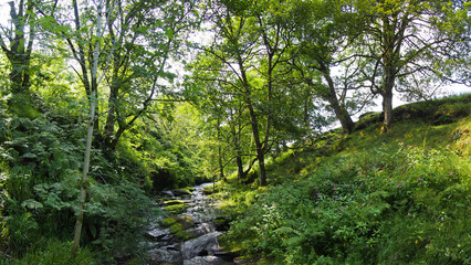 Fototapeta na wymiar a hillside stream running over rocks in a small wooded valley surrounded by summer trees in jumble hole clough in west yorkshire