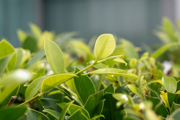 green leaves of tree in garden