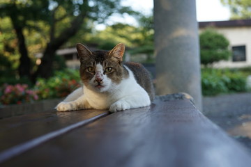 公園のベンチに寝そべる野良猫