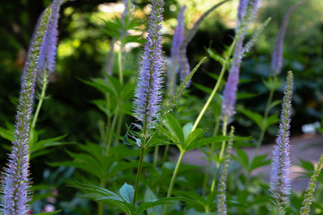 Blue flower of Veronica longifolia in garden. Medicinal plants in the garden