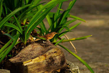 Little brown bird with an insect in its beak. It is a troglodytes aedon, or 