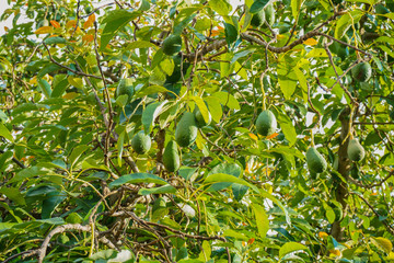 El árbol está cargado de aguacates.