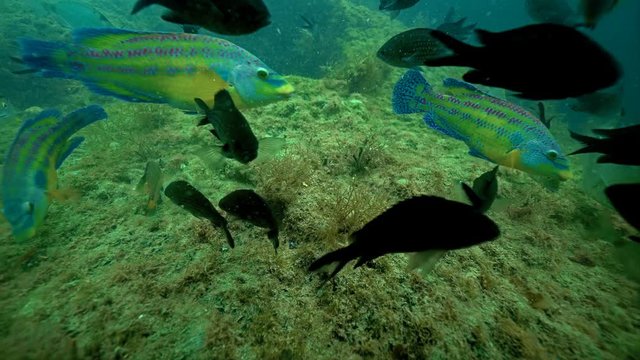 Close-up view of schools of fish in Black sea
