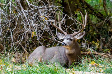Mule Deer Resting
