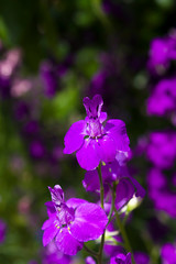 summer purple delphinium flowers close-up on a dark grassy background