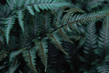Green tropical background with jungle plants. Background of fern leaves. Exotic background of leaves of fern or bracken