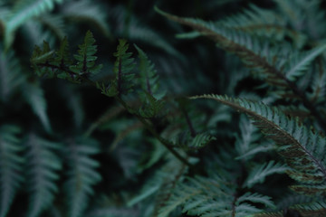 Green tropical background with jungle plants. Background of fern leaves. Exotic background of leaves of fern or bracken