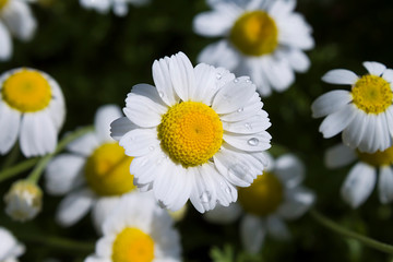 Obraz premium blooming white chamomile with drops of rainwater on the petals on a dark green background of foliage