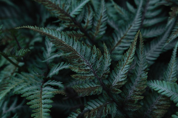 Green tropical background with jungle plants. Background of fern leaves. Exotic background of leaves of fern or bracken