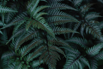Green tropical background with jungle plants. Background of fern leaves. Exotic background of leaves of fern or bracken