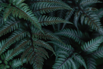 Green tropical background with jungle plants. Background of fern leaves. Exotic background of leaves of fern or bracken