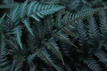 Fototapeta na wymiar Green tropical background with jungle plants. Background of fern leaves. Exotic background of leaves of fern or bracken