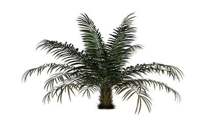 Large sugar palm with short trunk, isolated on white background. 3D illustration