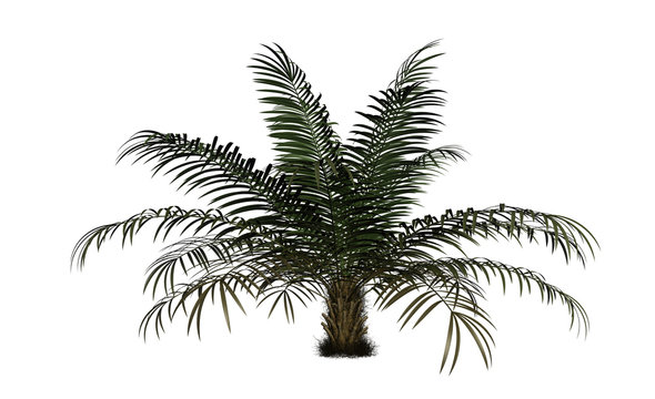 Large Sugar Palm With Short Trunk, Isolated On White Background. 3D Illustration