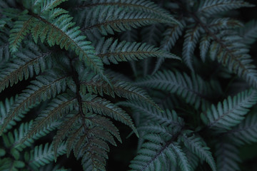 Naklejka na ściany i meble Green tropical background with jungle plants. Background of fern leaves. Exotic background of leaves of fern or bracken