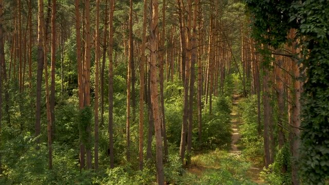 4k flying a drone in a pine forest, with lush green vegetation on tree trunks