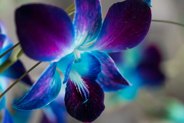 Purple Orchid 3