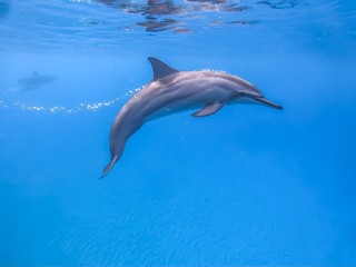 Obraz premium dolphin in the water