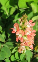 Beautiful pink indigofera flowers in Florida nature, closeup