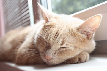 Red cat is sleeping on the windowsill