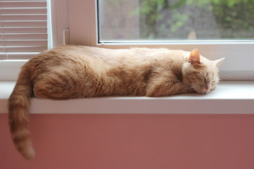 Red cat is sleeping on the windowsill
