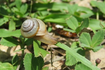 Tropical snail on grass background in Florida nature, closeup