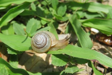 Small tropical snail on grass in Florida nature, closeup