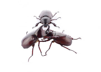 Beetles isolated on white background