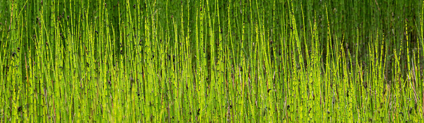 Marsh reeds and grasses as a yellow and green nature background