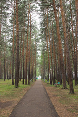 paved path in the Park with tall pines on a summer day